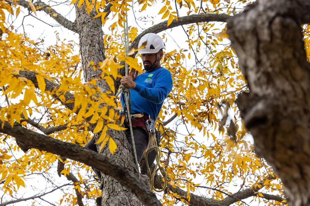 Skilled Tree Trimming crew working in North Beach
