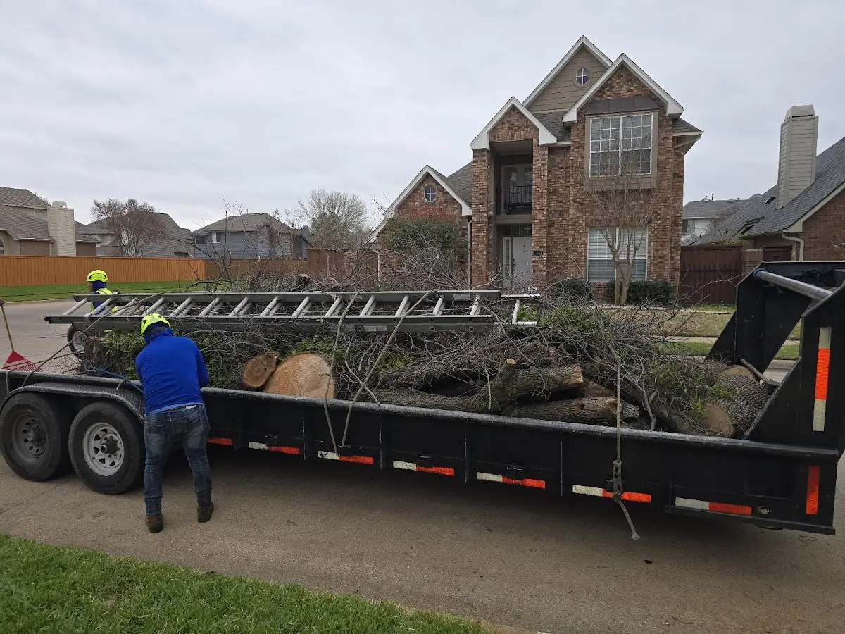 Expert Tree Pest Control with proper safety equipment in North Beach